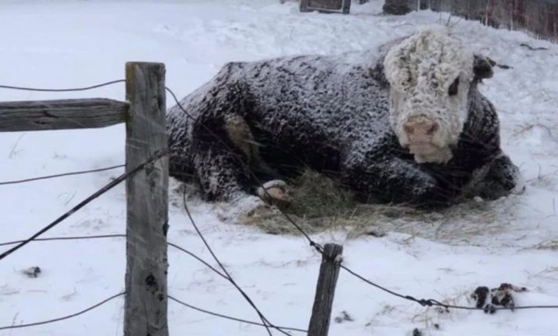En Neuquén relevan la mortandad de animales tras el temporal de nieve