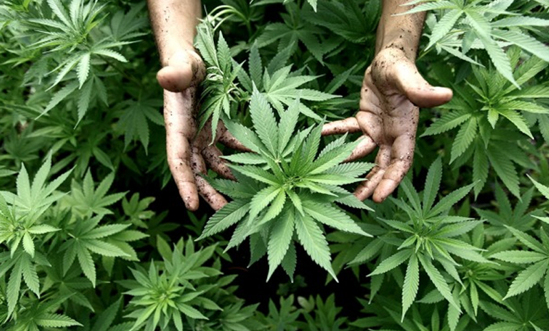 En Santa Fe se aprobó un marco regulatorio para el acceso seguro al cannabis terapéutico