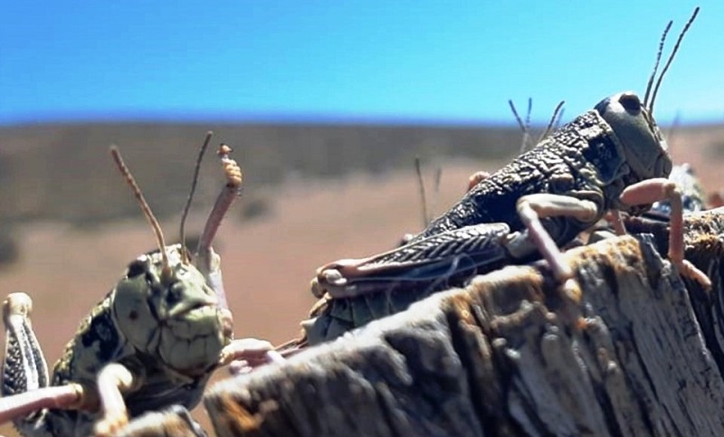 La Patagonia se prepara para recibir a una plaga de langostas «tucura sapo»