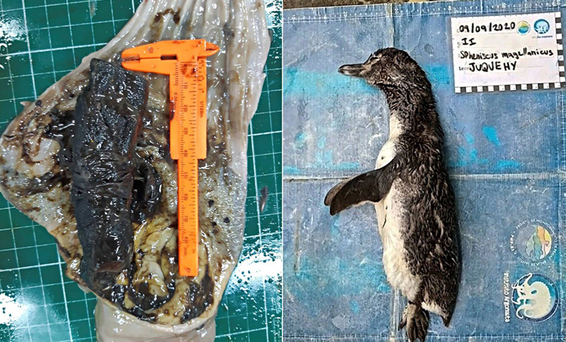 Residuos de pandemia: un pingüino tragó una mascarilla y falleció