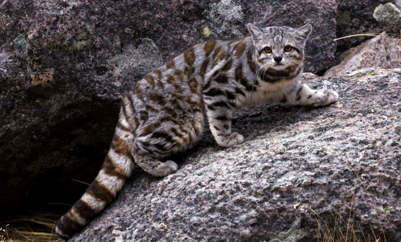 Jujuy inició el proceso para declarar al gato andino Monumento Natural de la Provincia
