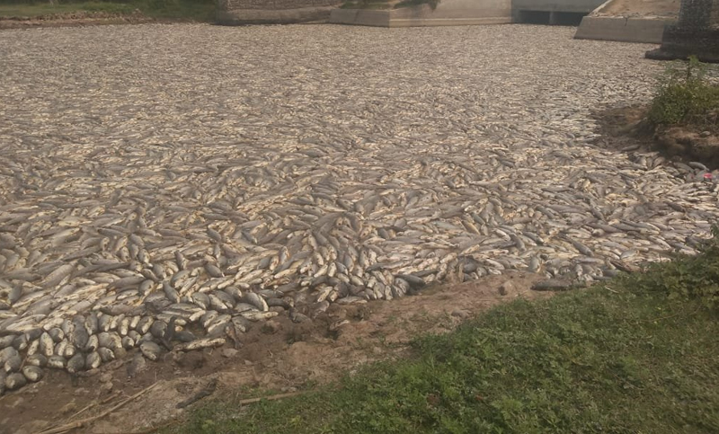 Aseguran que la mortandad de peces en Formosa es por la extrema sequía