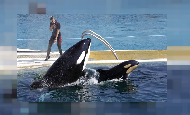 Francia prohibirá tener animales salvajes grandes en los circos y orcas en los acuarios