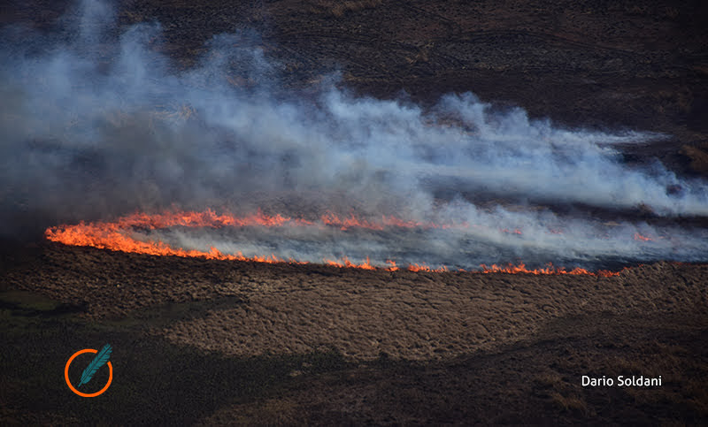 El fuego arrasó 300 mil hectáreas y devastó flora y fauna de los humedales