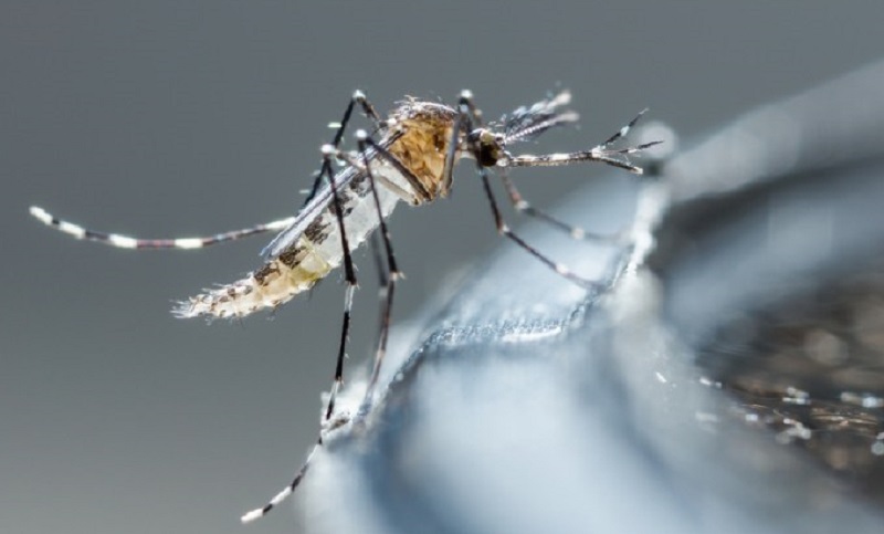 Ante la presencia temprana de mosquitos, brindan recomendaciones para combatir al dengue