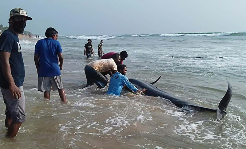 Voluntarios salvaron a 120 ballenas varadas en Sri Lanka