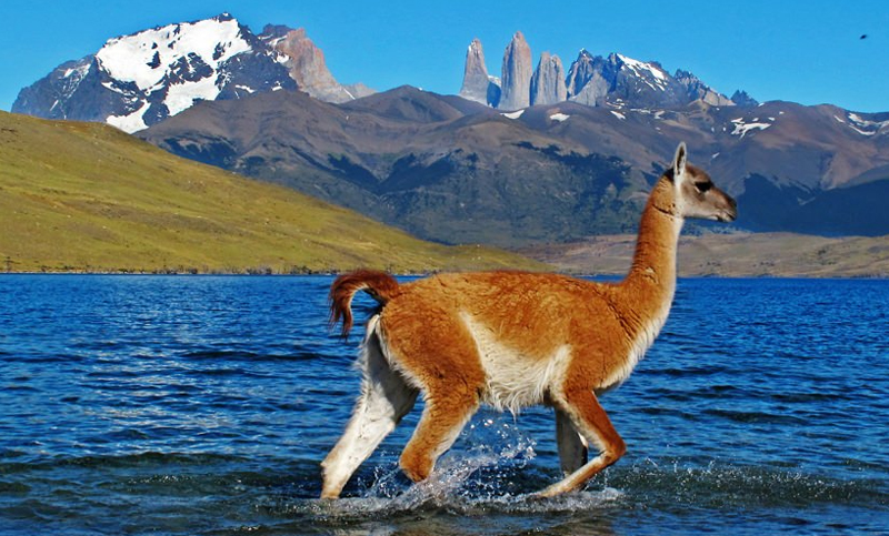 Pese al extractivismo, aumenta la población de guanacos en Santa Cruz