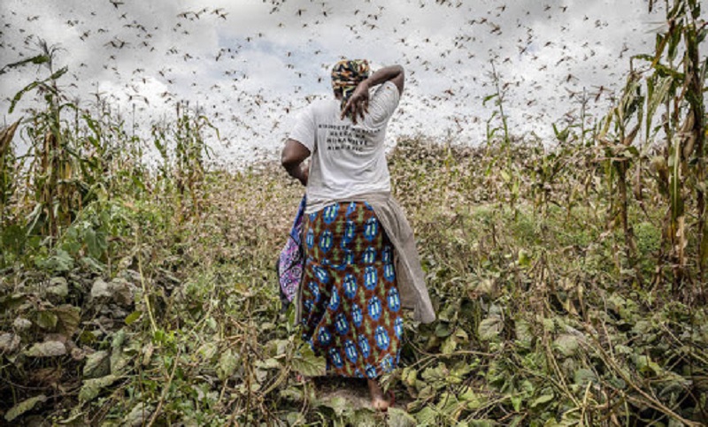 El rebrote de langostas en África puede dejar a 3,5 millones de personas al borde de la hambruna