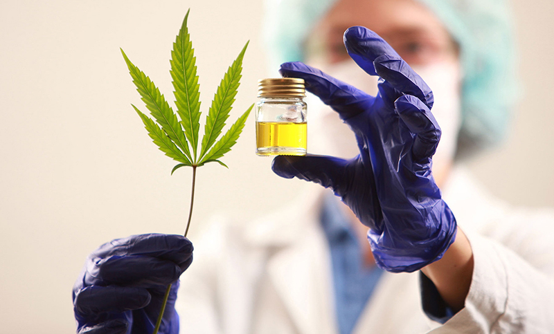 Corrientes aprobó la creación de un instituto de producción de cannabis medicinal