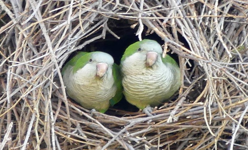 Las cotorras eligen a los eucaliptos para hacer sus nidos