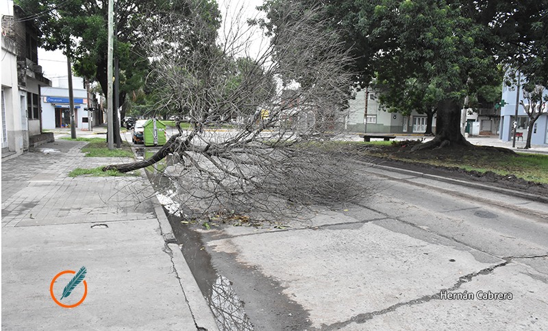 Temporal en la ciudad: 60 milímetros en una hora, árboles caídos y calles anegadas