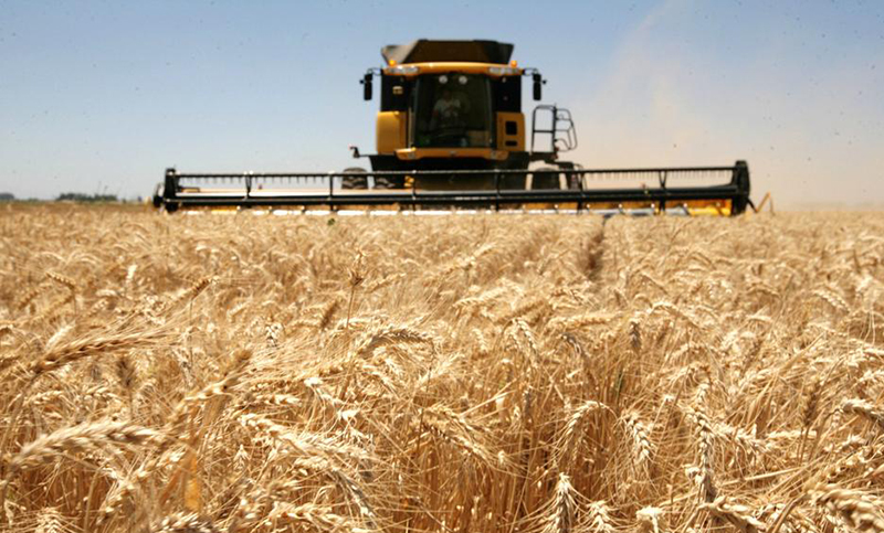 Descontento en el Gobierno por la habilitación de Brasil a la compra de trigo sin aranceles