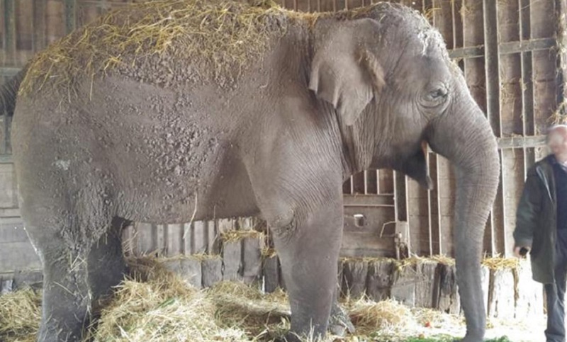 Piden que se investigue la muerte de la elefanta Sharima en el zoológico de Luján