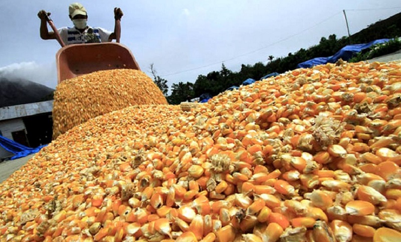 El Gobierno dejará sin efecto las restricciones a la exportación de maíz