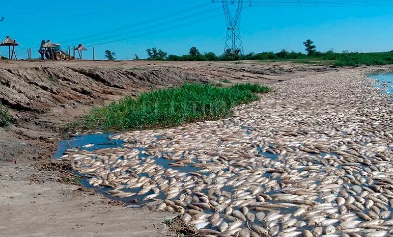 El gobierno santafesino ratificó que la muerte de peces en el Salado fue por falta de oxígeno