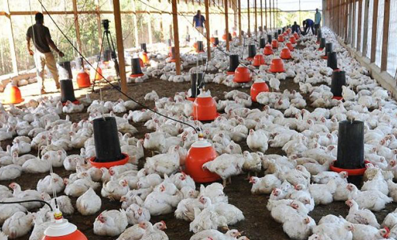 Senegal confirma brote de gripe aviar, que ya afecta a varios países