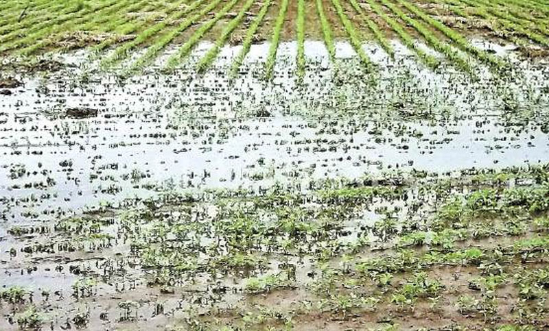 Las lluvias impidieron las actividades agrícolas en el centro y norte de Santa Fe