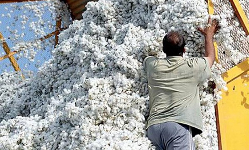 Se dictó la conciliación obligatoria en el conflicto de los trabajadores desmotadores de algodón