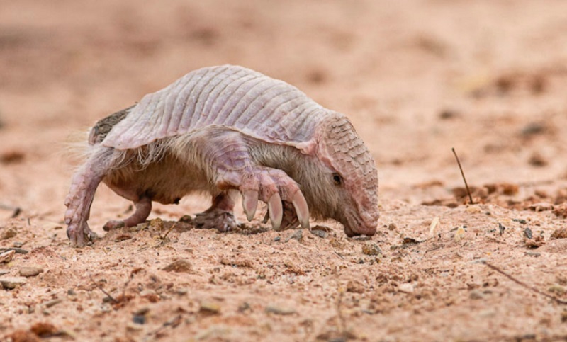 Hallaron en Bolivia a un “armadillo culotapado”, una de las especias más raras del mundo 