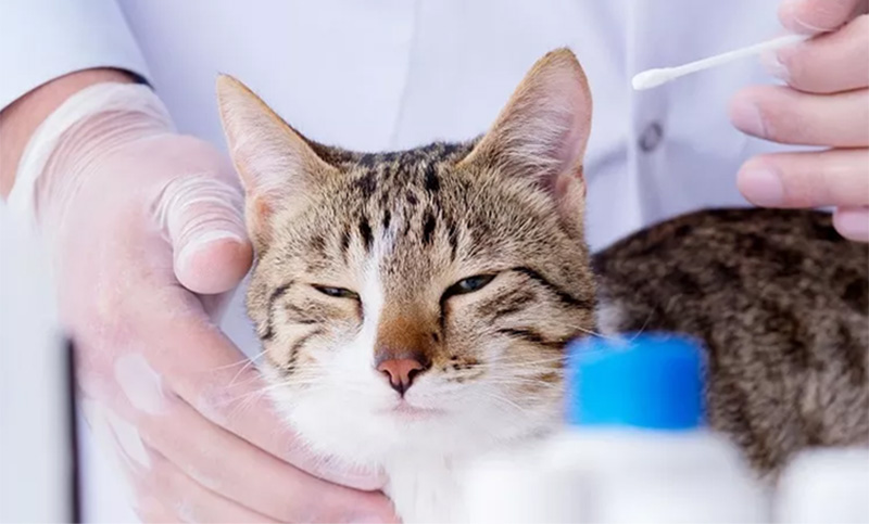 Seúl: testearán a gatos y perros domésticos con síntomas de coronavirus