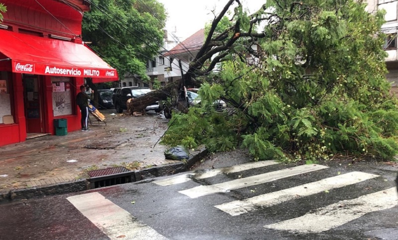 Por los fuertes vientos, cayeron tres árboles en el centro y dos autos quedaron destrozados