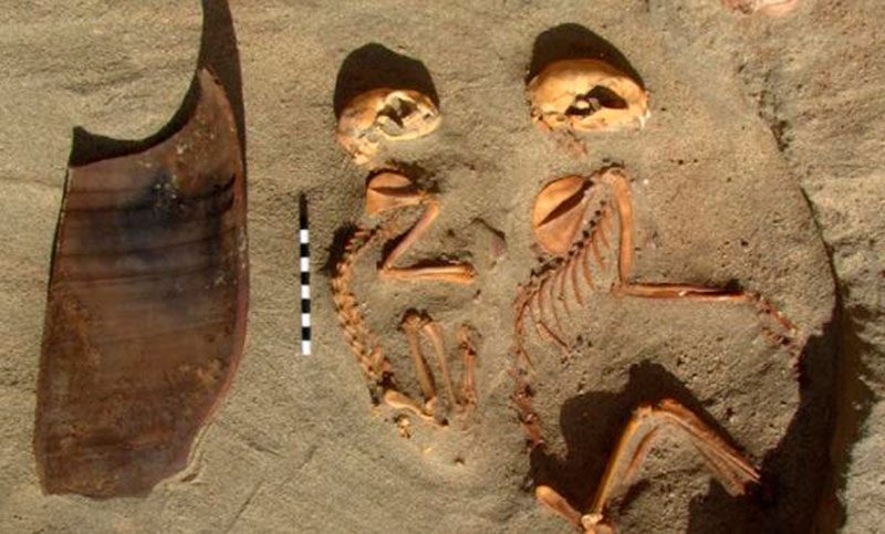 Descubrieron en Egipto el cementerio de mascotas más antiguo del mundo