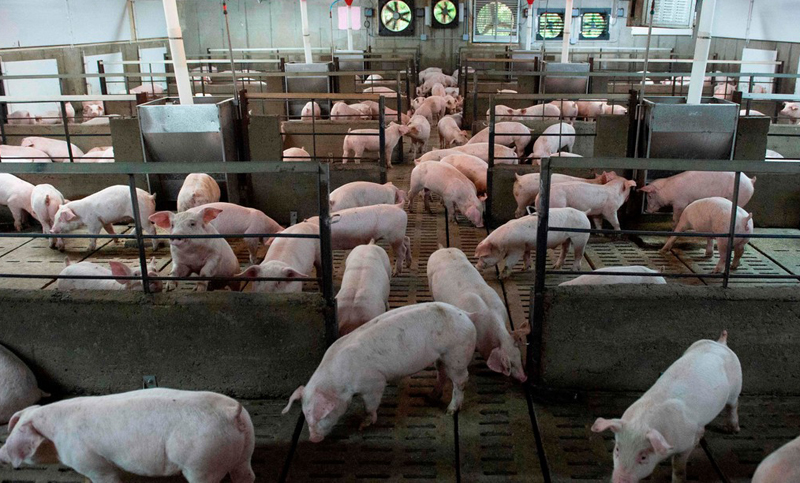 Argentina abre el mercado de carne de cerdo refrigerada a Emiratos Árabes Unidos