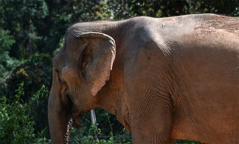 Una elefanta mató de un trompazo a cuidador de un zoológico