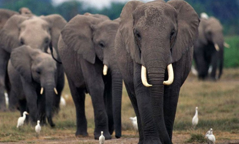 Los elefantes africanos están ya en peligro de extinción
