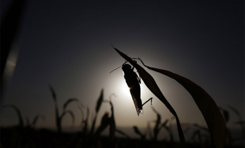 Brutal ataque de langostas acecha África y aumenta riesgo de más hambrunas