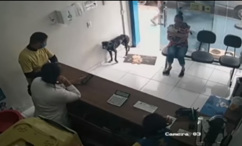 Un perro callejero llegó a una veterinaria y pidio que lo atiendan