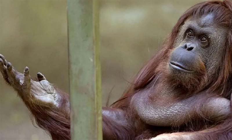 Vacunaron contra el coronavirus a nueve monos del zoo de San Diego