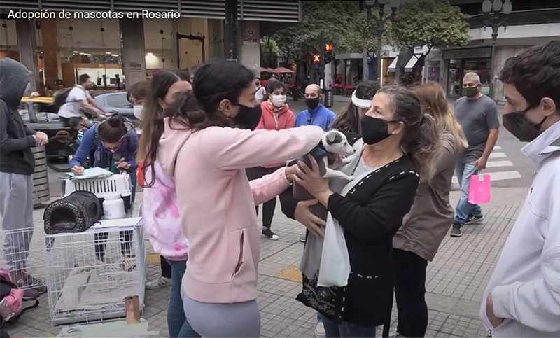 Un paseo por las opciones para adoptar (¡gratis!) una mascota en Rosario