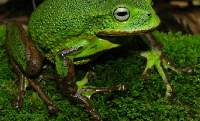 Descubren una nueva especie de rana marsupial en Perú