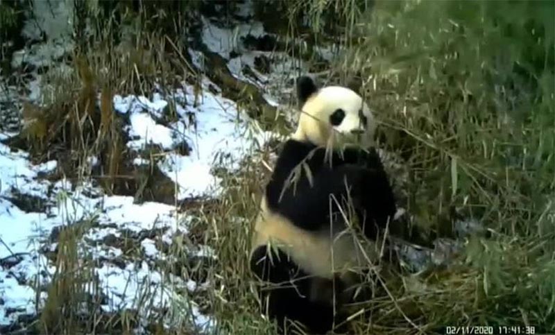 Logran captar imágenes en tiempo real de pandas gigantes silvestres