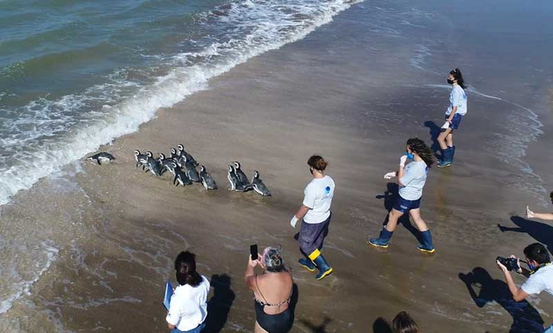 Luego de ser rehabilitados en la Fundación Mundo Marino, 12 pingüinos magallánicos retornaron al mar