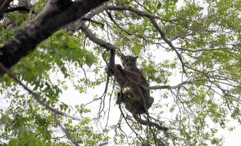 Ambientalistas y policías continúan con la búsqueda del puma visto en Roldán