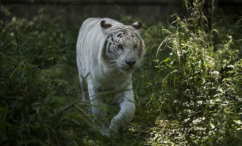 Trasladan a pareja de tigres de Bengala del Ecoparque porteño a un santuario en Colorado