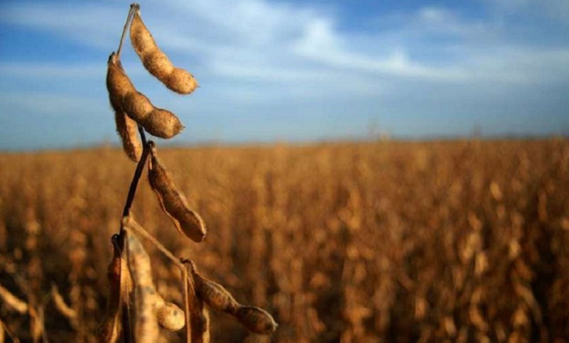 San Luis: crearon semilla de soja no transgénica con alto valor agregado y nutricional