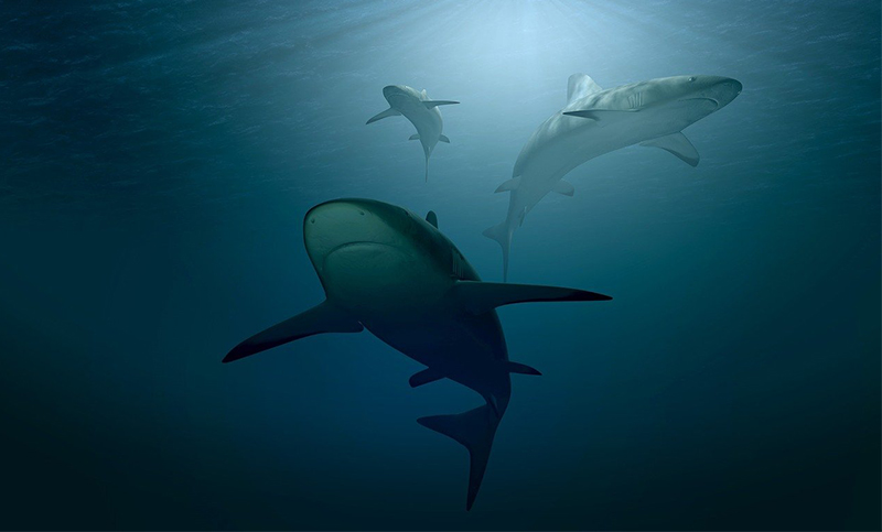 Los tiburones utilizan el campo magnético de la Tierra como un «GPS»