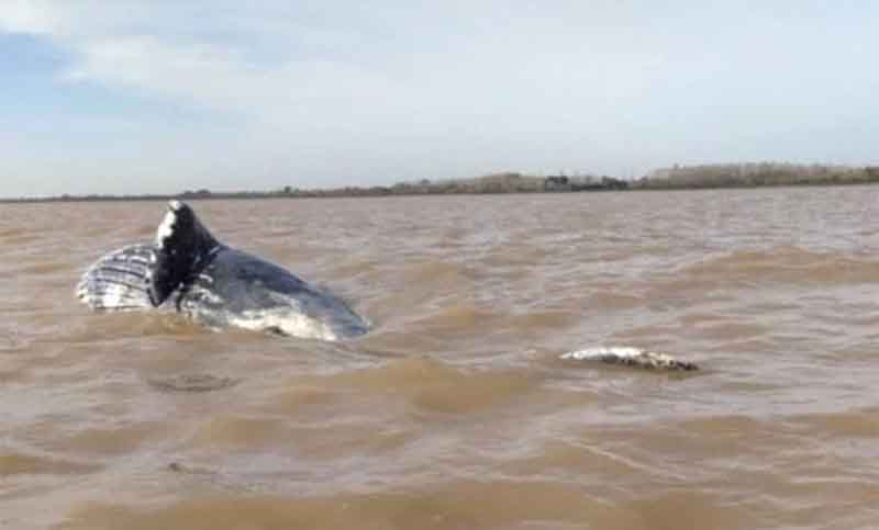 Hallan una ballena jorobada muerta en el Río de la Plata, en la zona costera de Ensenada