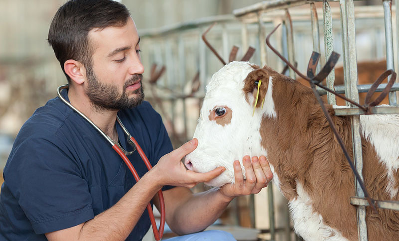 Los veterinarios santafesinos también piden ser vacunados «por su rol esencial»