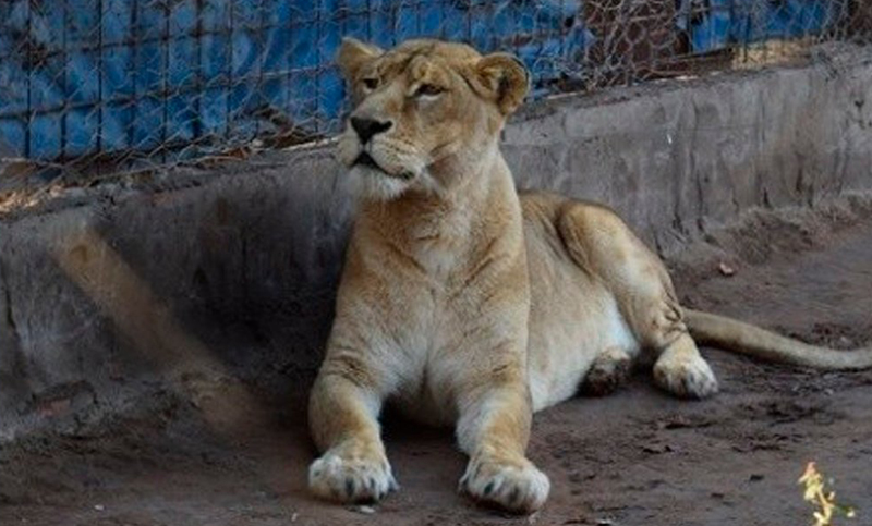 Un tigre, una leona y un carpincho fueron rescatados en el sur santafesino 