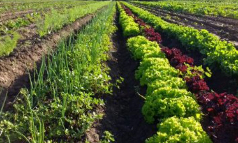 Entidades de pequeños productores lanzan la Mesa Agroalimentaria Argentina