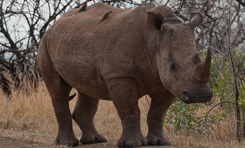 Los rinocerontes pesaban más de 20 toneladas y eran más altos que las jirafas