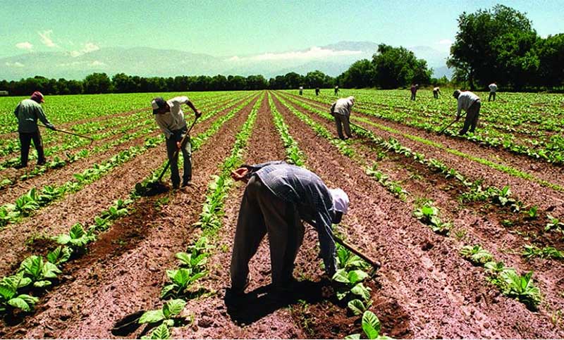 Agricultura crea un programa de impulso al desarrollo de las economías regionales