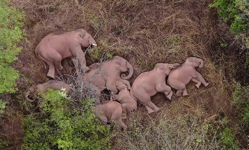 Video: los elefantes asiáticos y una pausa para dormir la siesta