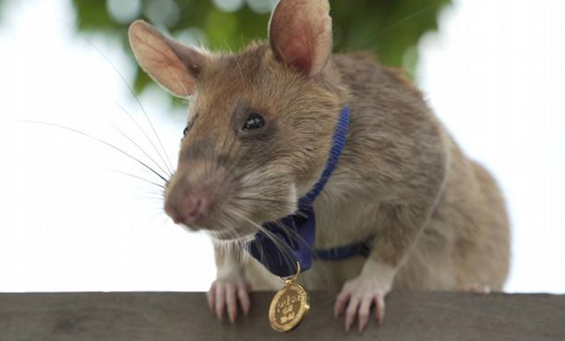 Jubilan a rata condecorada por detectar decenas de minas antipersona