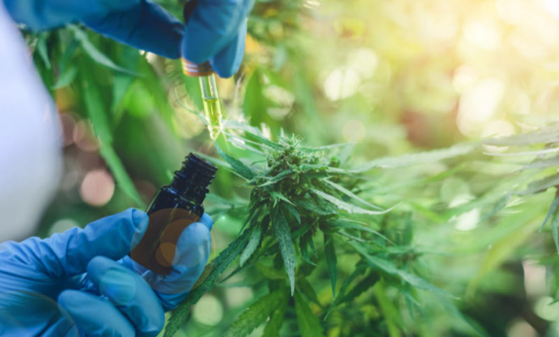 Kulfas destacó el potencial de producción del cannabis medicinal y cáñamo
