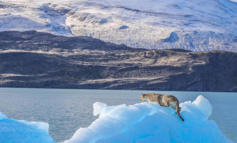 ¿Cuál fue el final del puma atrapado sobre un iceberg en la Patagonia?